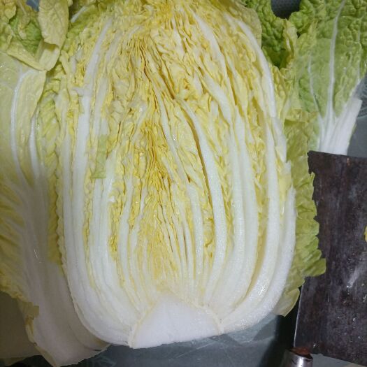 汉寿县黄心大白菜 基地黄心白菜 大颗 中颗  矮颗  大量有出货