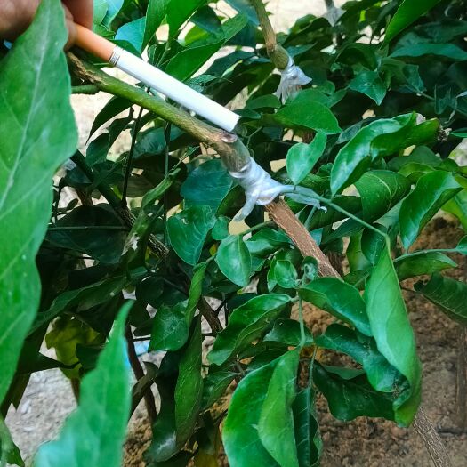 浦北县黑黄皮果苗 黑黄皮，黑金刚，香蜜黄皮苗