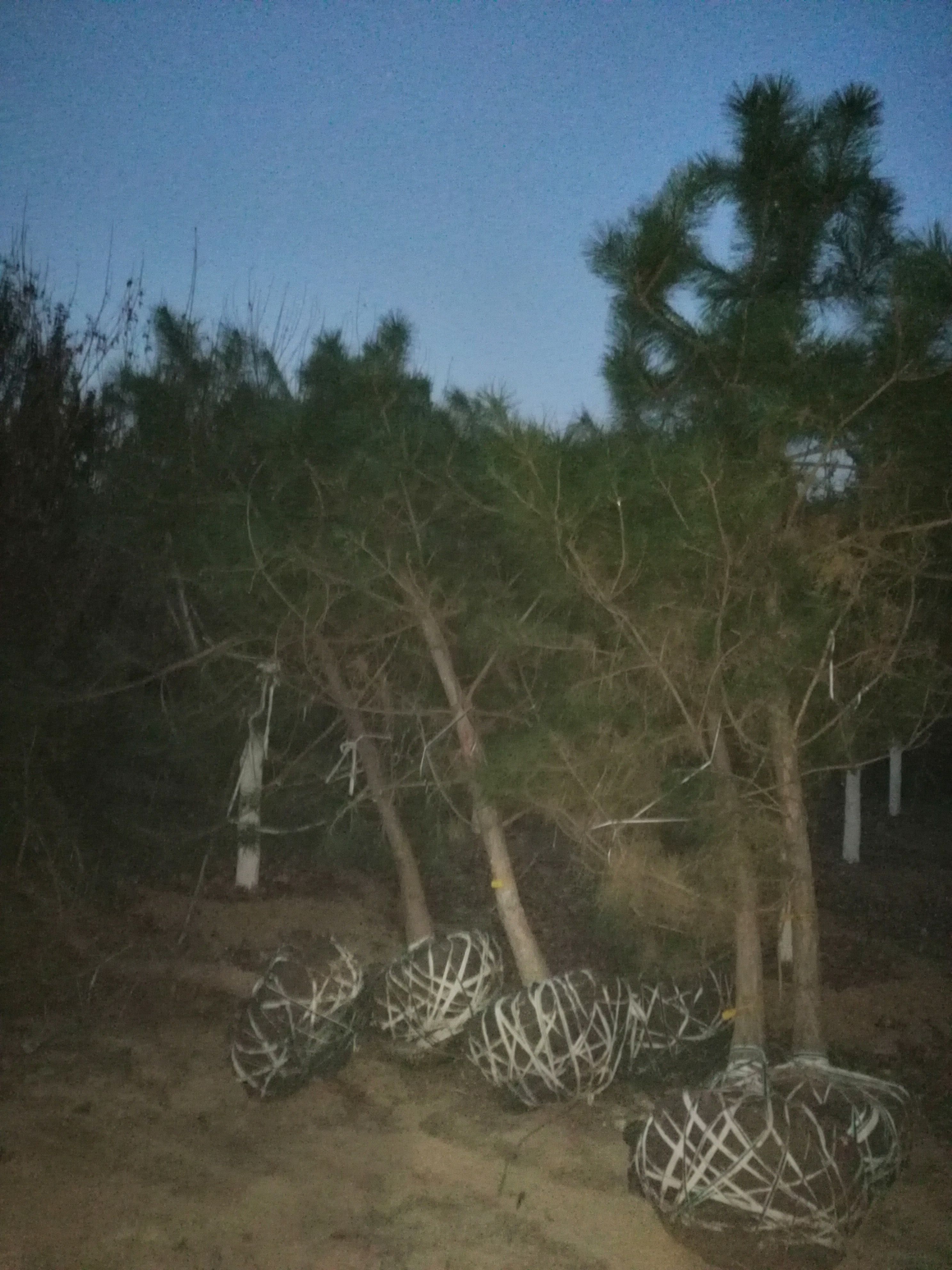 華山油松 未造型松樹