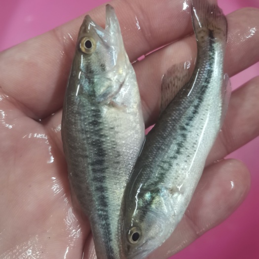 南宁加州鲈鱼，场地直销，货源充足，规格齐全。
