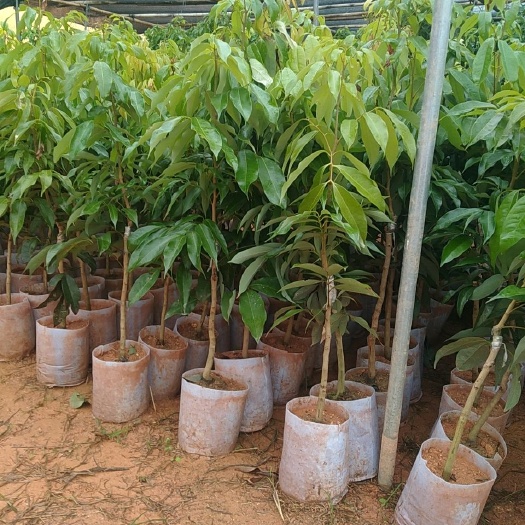 灵山县妃子笑荔枝苗  荔枝苗   妃子笑荔枝新苗，苗木粗壮，根系发