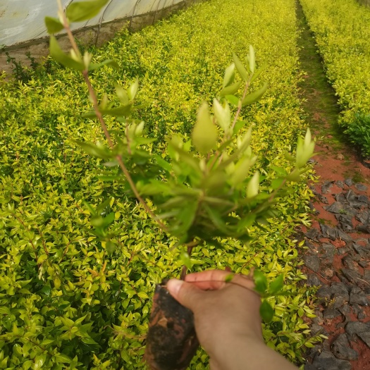 大花六道木，云南昆明大花六道木种植园一手货源