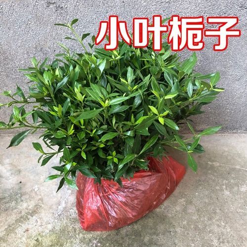  桅子花小苗小叶桅子大叶栀子花工程绿化苗木大量出售