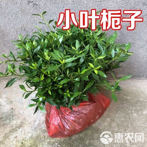  桅子花小苗小叶桅子大叶栀子花工程绿化苗木大量出售