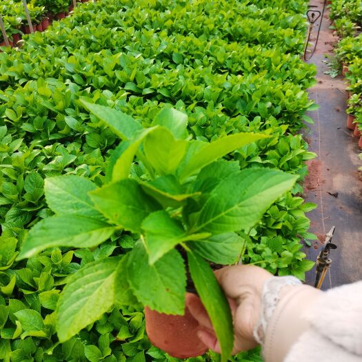 宜良县八仙花，无尽夏绣球，云南昆明八仙花，无尽夏绣球种植园种植