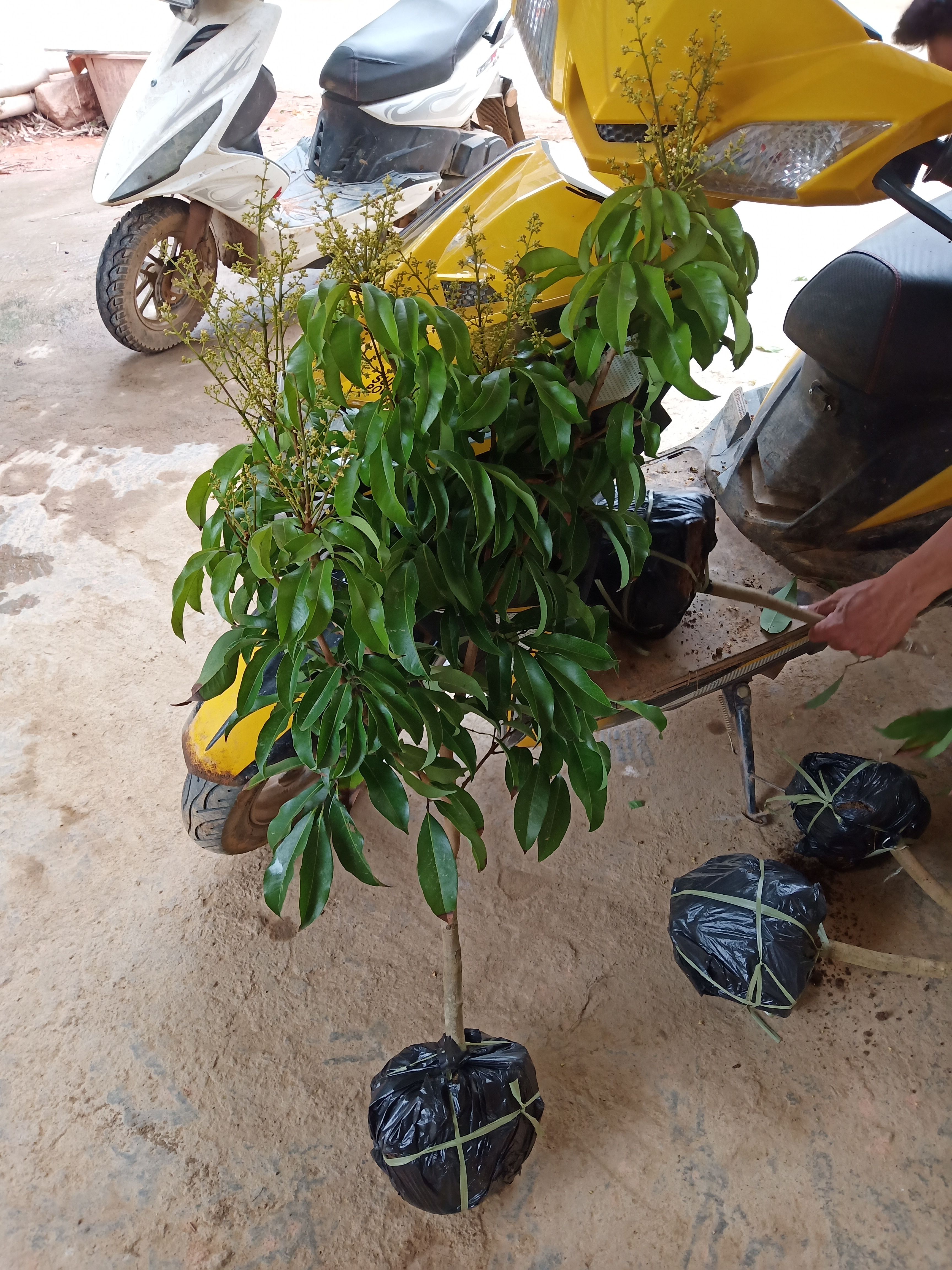 仙进奉荔枝苗 仙进奉荔枝嫁接树苗