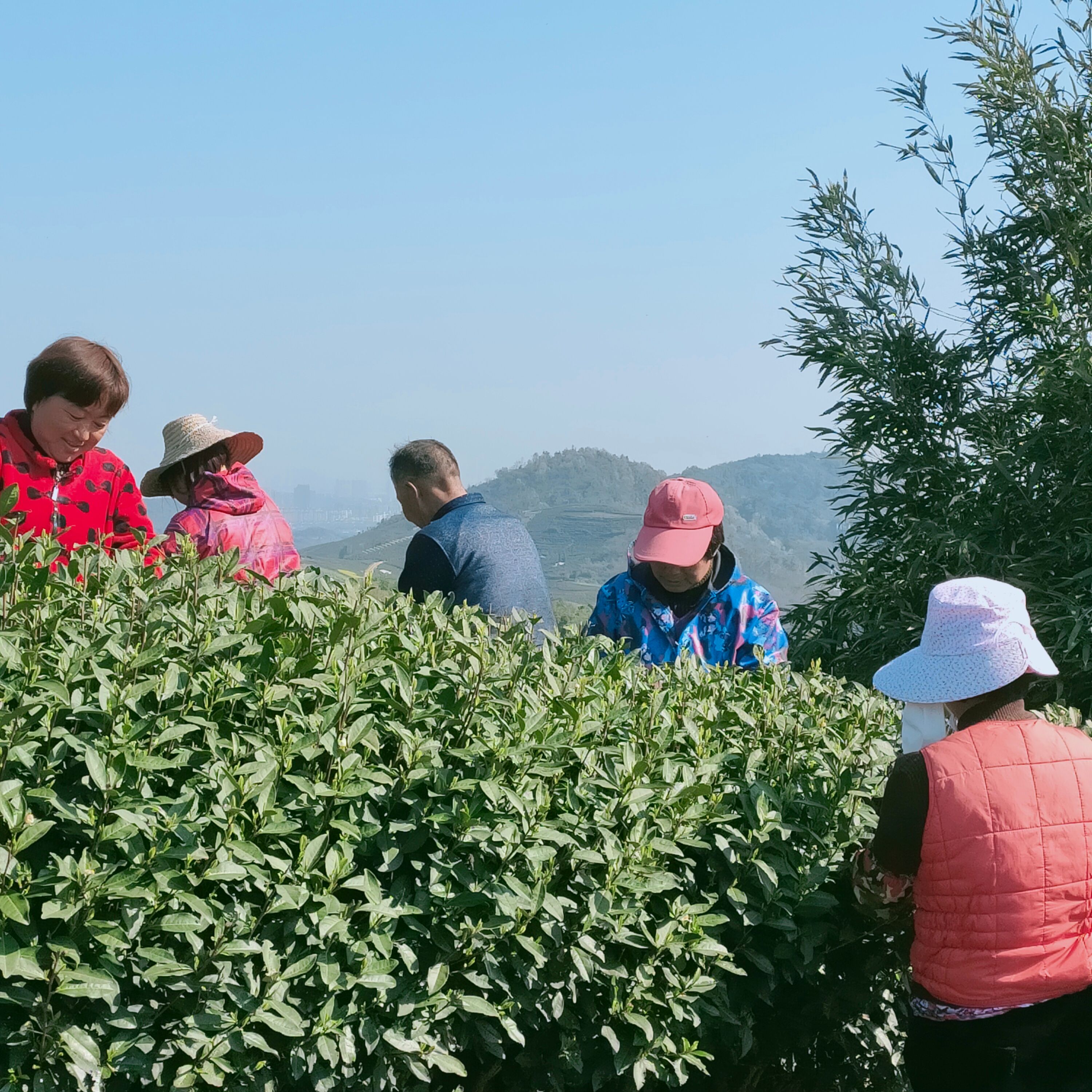 龙井茶，杭州富阳钱塘龙井，产地杭州富阳区，