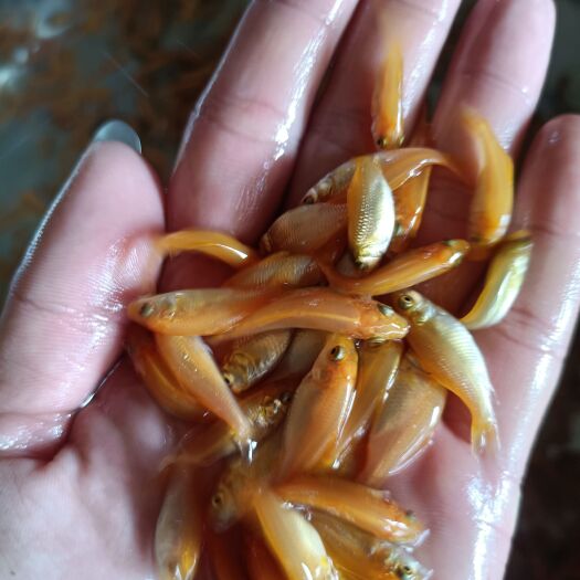 广州红鲤鱼苗  越大越红，质量保证，诚信经营，支持全国各地发货。