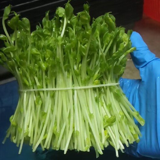 水培豌豆苗现货供应全国可发