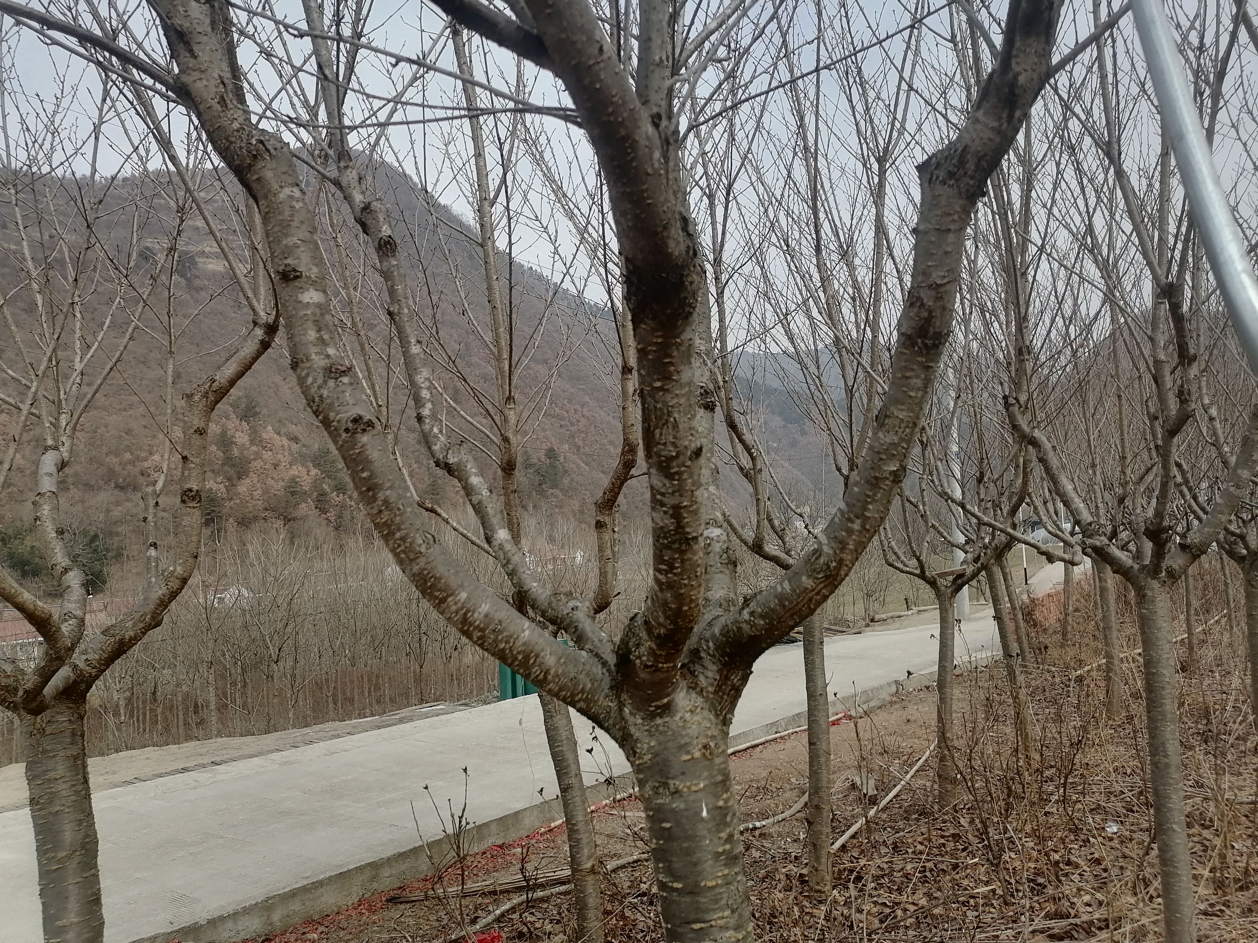 日本红叶樱花 苗木基地。