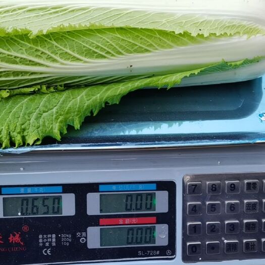 贵港包尖白菜 竹筒白菜物美价廉，大概三十亩，一颗大概一至两斤。