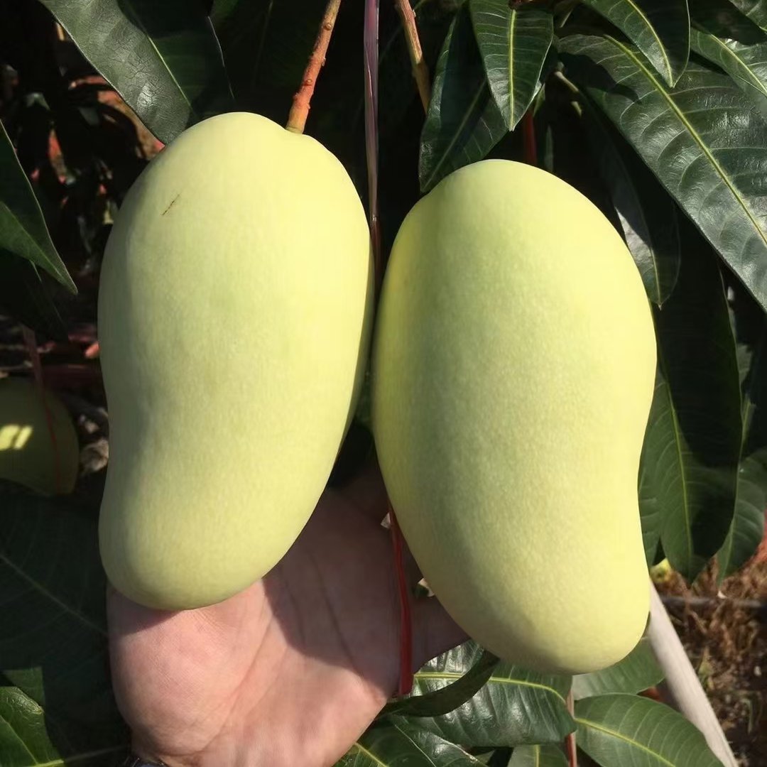 [金煌芒批发]海南金煌芒价格6元/斤 - 惠农网