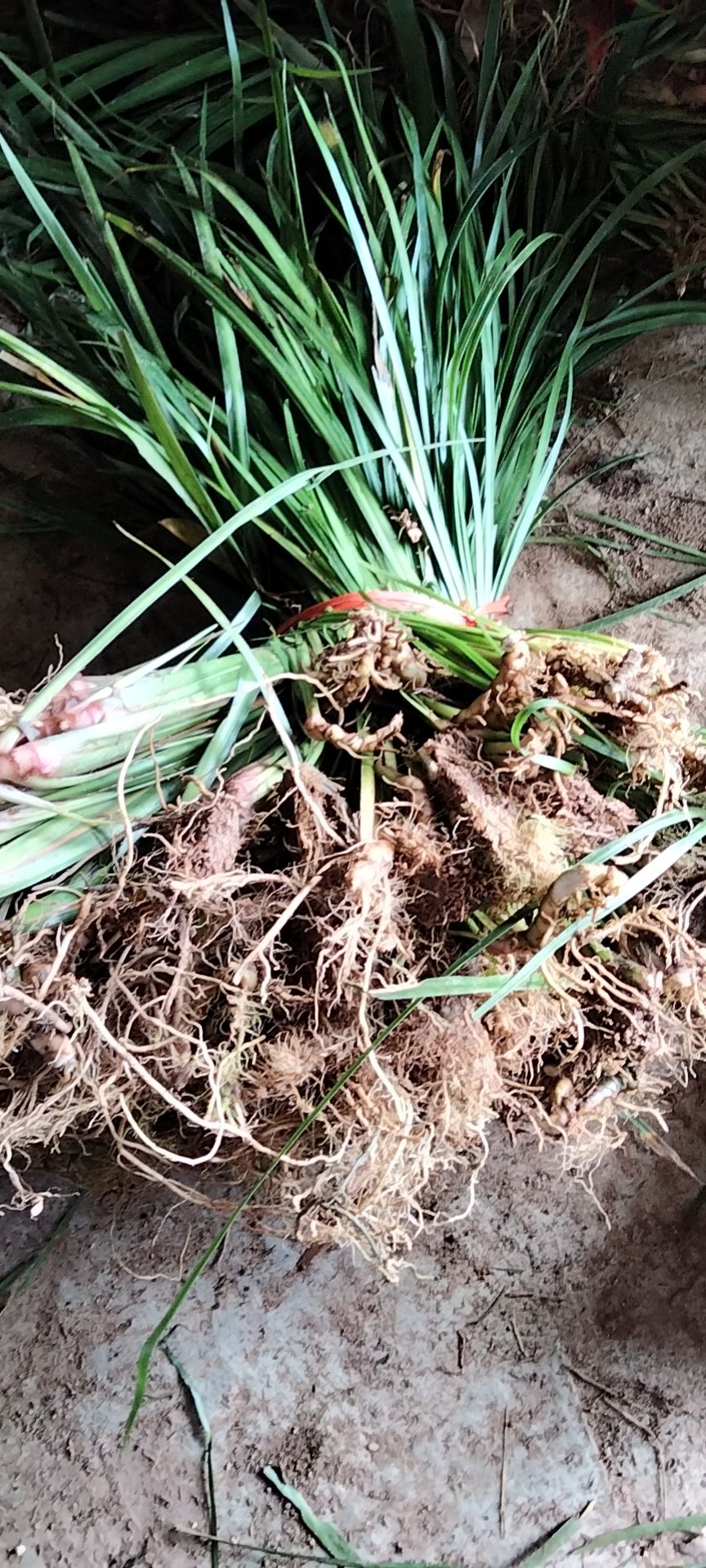 宽叶石菖蒲种苗大量供应中，品种纯正产量高