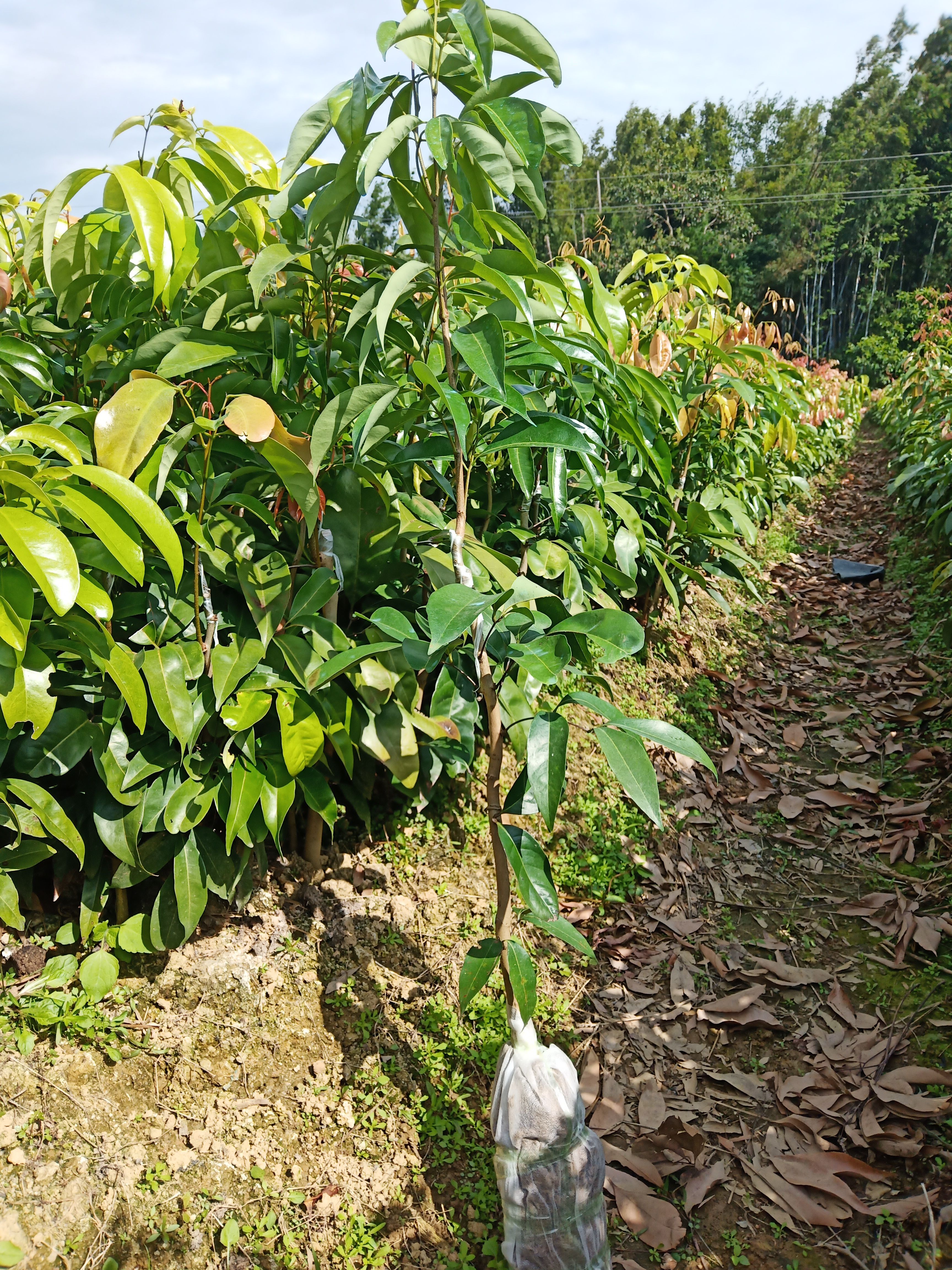 仙进奉荔枝苗 仙进奉荔枝嫁接树苗