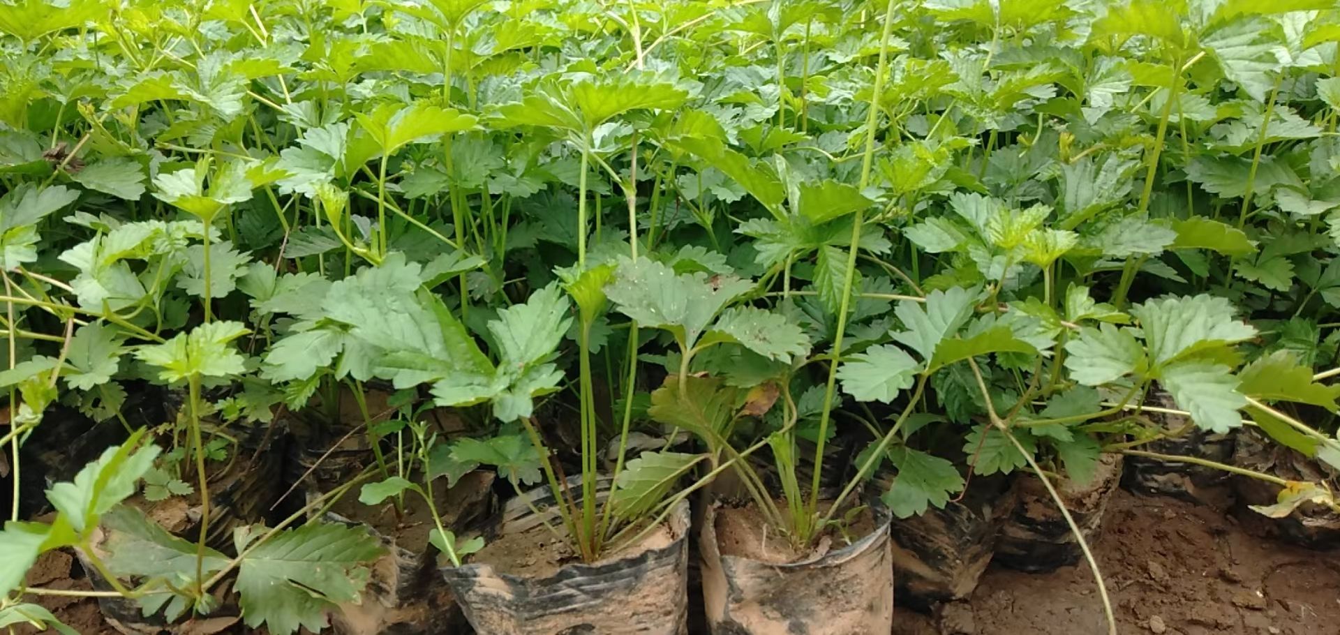 天津委陵菜量大批发