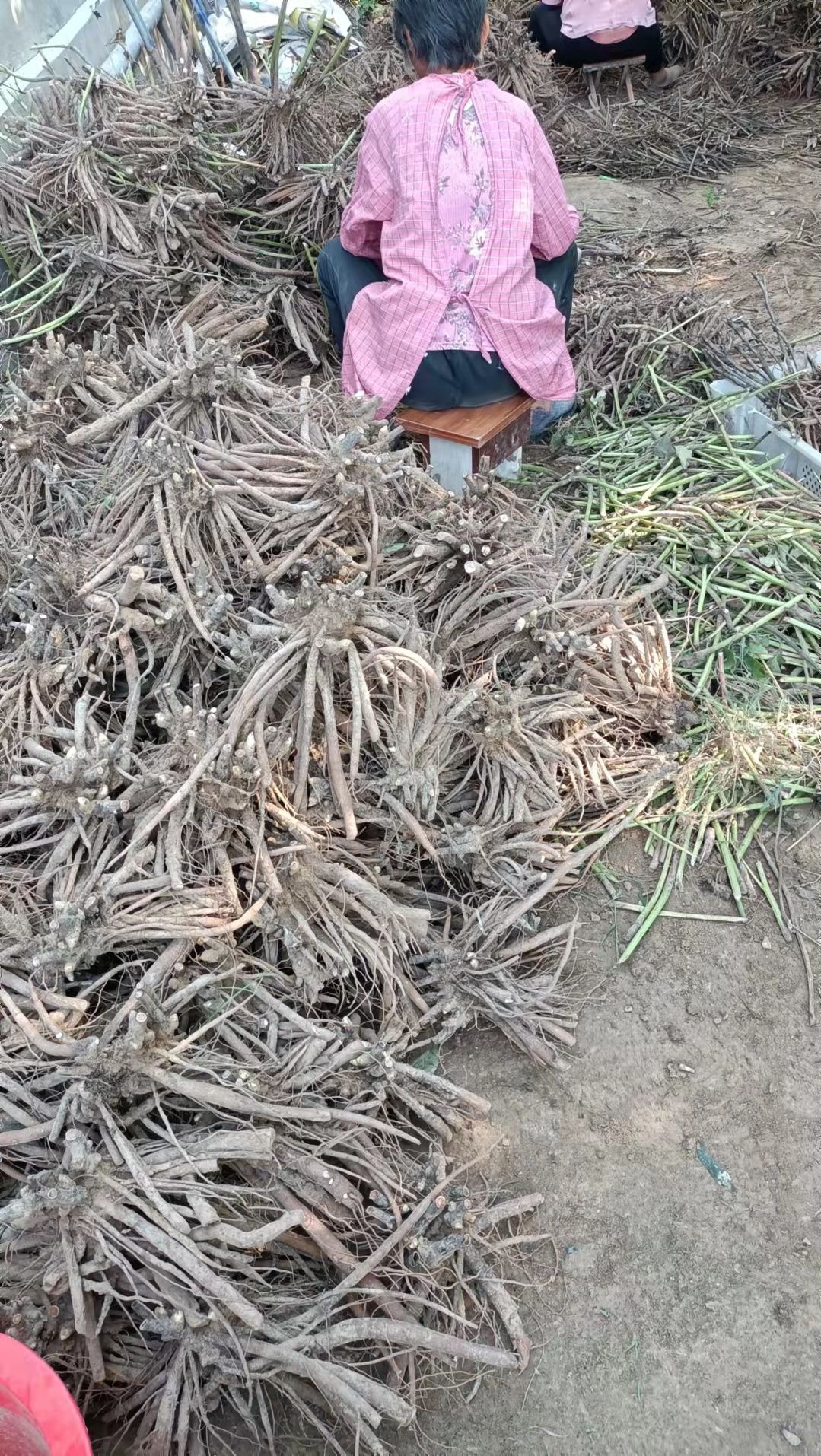 精品牡丹精品芍药重瓣芍药多花芍药 芍药保证质量，尽快发货