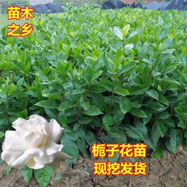  桅子花小苗小叶桅子大叶栀子花工程绿化苗木大量出售