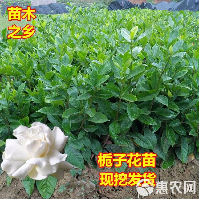  桅子花小苗小叶桅子大叶栀子花工程绿化苗木大量出售