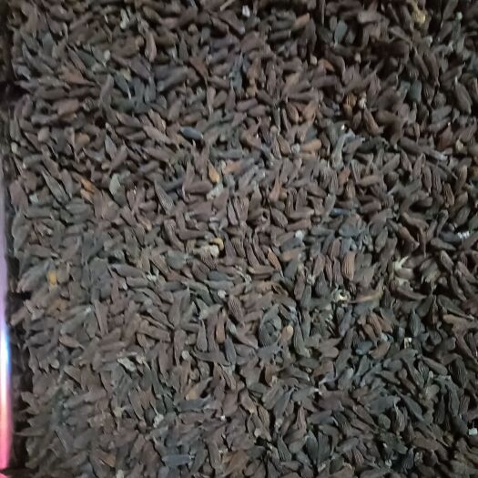 远安县优质百部种子有需要的联系