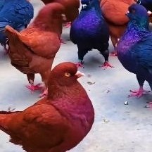 泽普县白鸽 新疆种鸽处理150一对