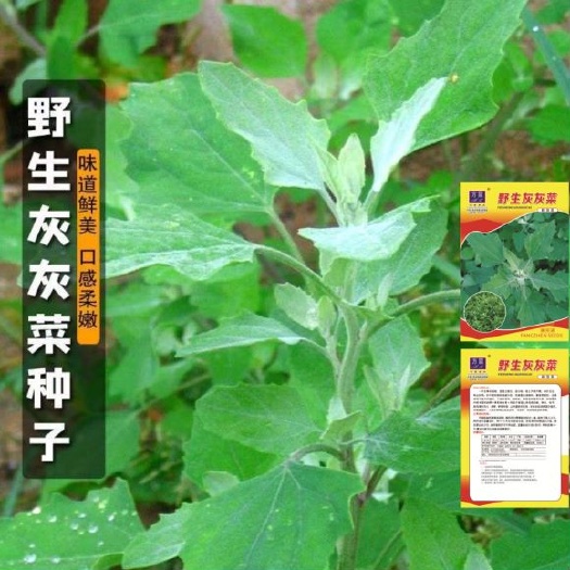 野生灰灰菜种子老品种野菜四季播蔬菜种子阳台盆栽庭院养生菜种