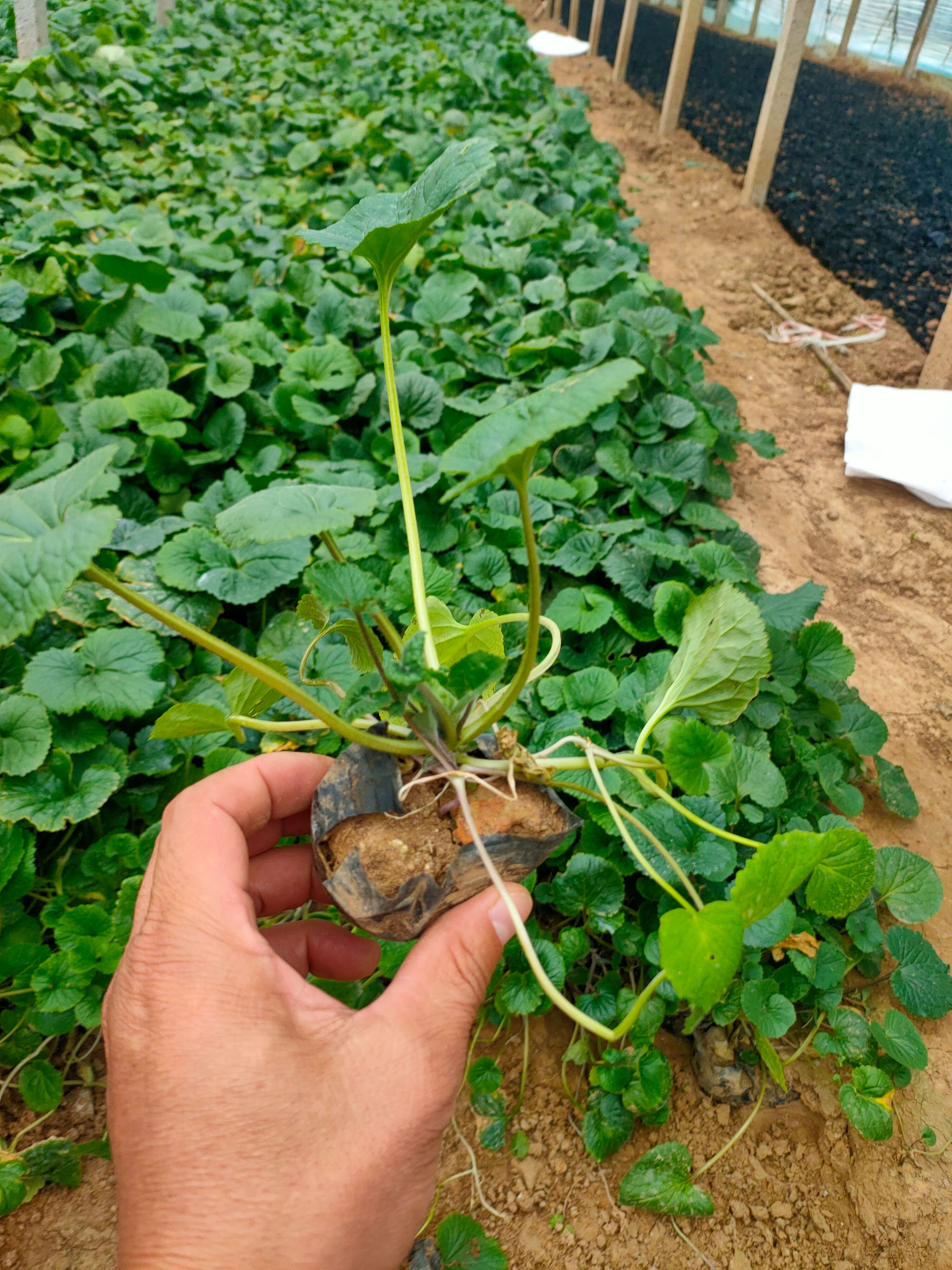  二月兰杯苗价格 多芽二月兰种植基地，山东二月兰批发价格