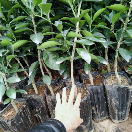 富川县纽荷尔脐橙苗 脐橙苗