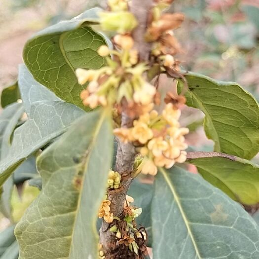 佛山 桂花树