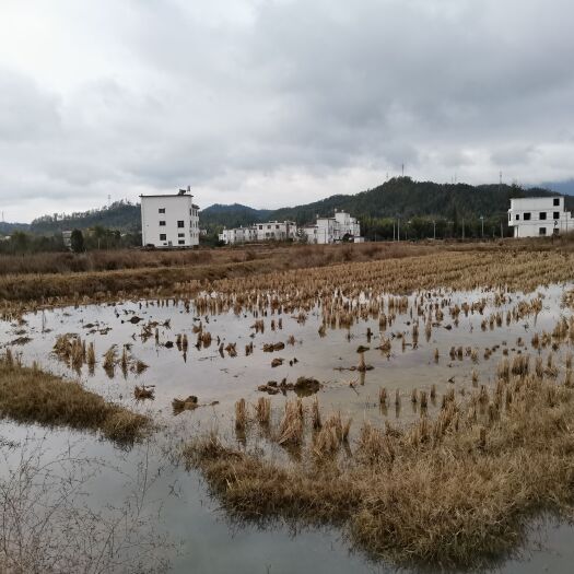 赣州水产养殖用地 稻虾水产养殖基地