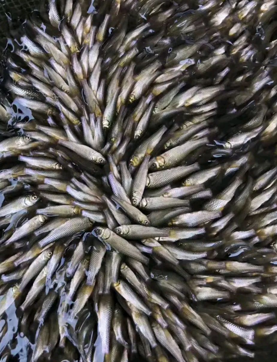 良种草鱼苗，一手货源，场地直销，生猛快大，抗菌强力大，