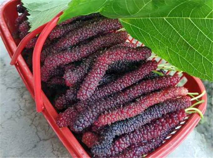 大果桑苗长桑果苗