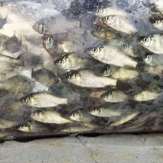 江门良种鲫鱼，中科鲫鱼苗，东北鲫鱼苗，中山圆头鲫鱼苗，彭杂鲫鱼