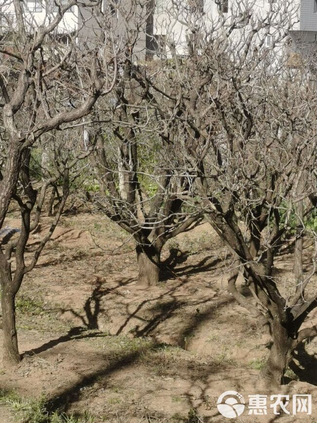 大扁杏苗 精品山杏树，各种规格