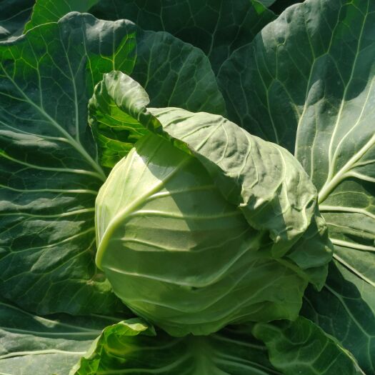 钟祥市绿包菜  【产地直供】大量供应旺旺甘蓝 包菜 专业打包 一条