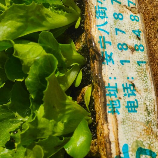 安宁市 意大利生菜苗。煮火锅的伴侣