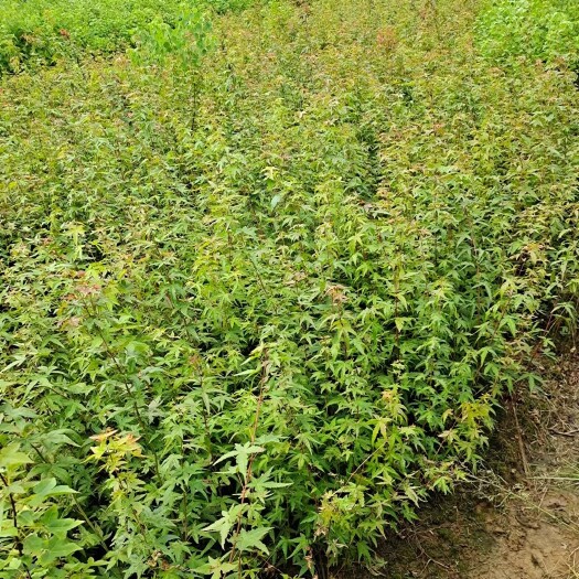 南昌小叶鸡爪槭 鸡爪槭叶色鲜绿，品种优，树苗成活率高，耐寒性强，不宜暴晒耐旱