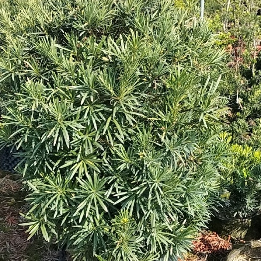 佛山 罗汉松球