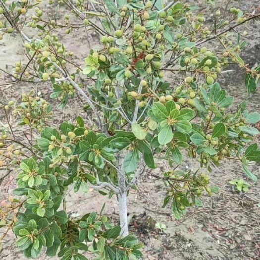 灵山县杨梅树 早熟杨梅带果苗