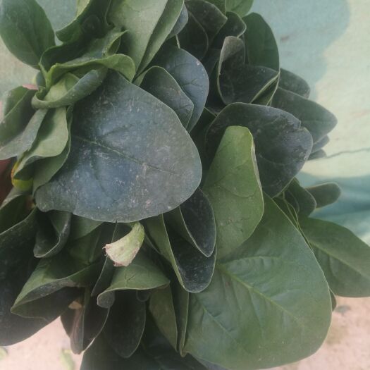 邢台大叶菠菜 大量优质冷棚菠菜上市了，欢迎全国客商来采购。
