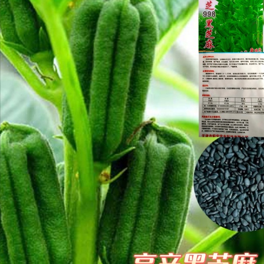 四季黑芝麻种子种籽孑农家黑芝麻四季菜籽春季籽种盆栽菜种包邮