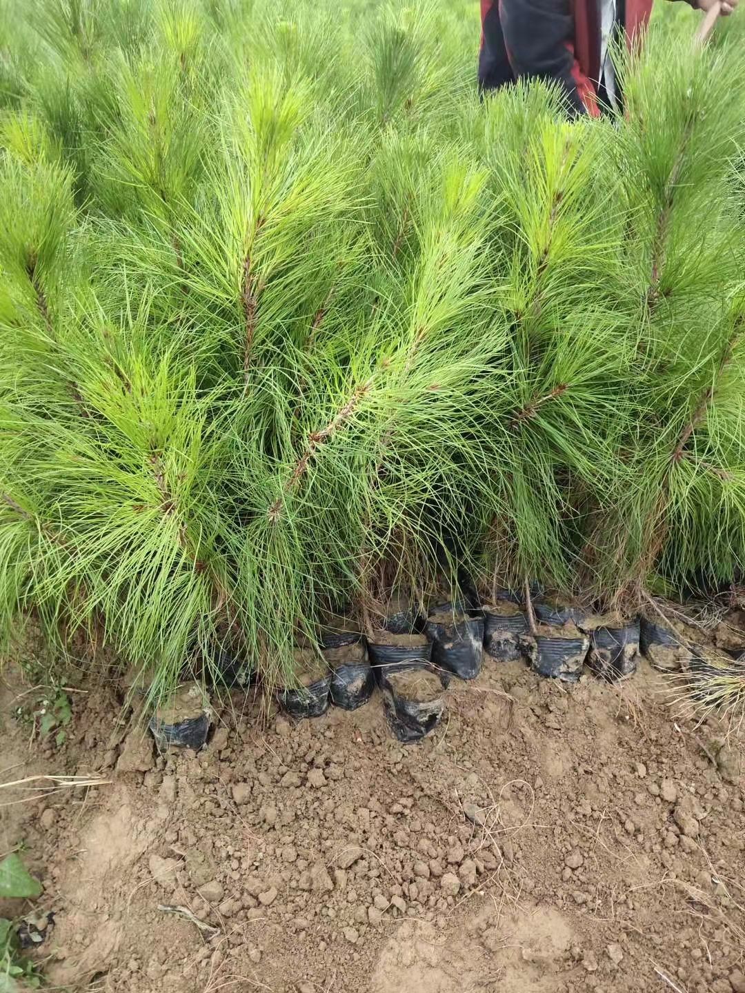湿加松 湿地松是一种良好的广普性园林绿化树种，它既抗旱又耐劳、耐瘠，