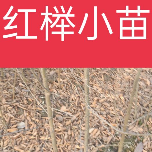自家苗圃出售当年红榉小苗现挖现上车可以先到田头看苗后定货