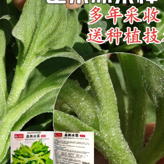 水晶冰菜种子凉拌沙拉盆栽冰草清脆爽口冰菜种子包邮
