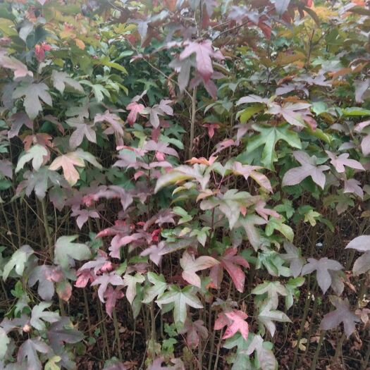 崇义县枫香树  枫树苗园林绿化树苗