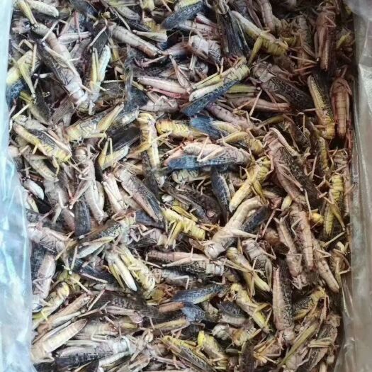 寿光市东亚飞蝗蚂蚱