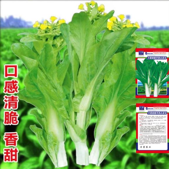成都白菜苔种子 早熟白菜苔种籽白菜心种子香甜早白菜苔一年四季阳台