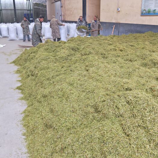 长沙水苔苔藓 水苔