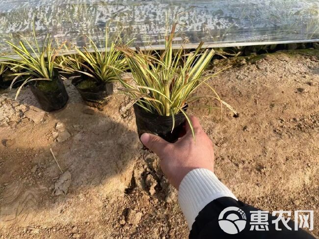  金叶苔草价格，金叶苔草工程杯苗基地，山东金叶苔草批发自产自销