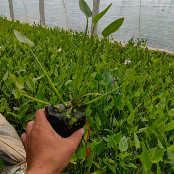  梭鱼草工程苗，梭鱼草大盆，梭鱼草种植基地大量批发