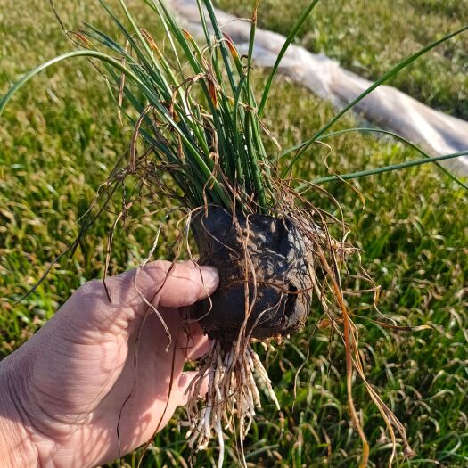 葱兰杯苗种植基地价格，多芽葱兰工程苗，青州葱兰种植自产自销